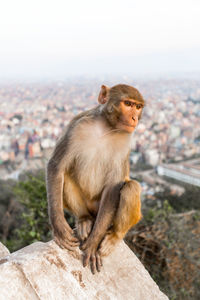 Close-up of monkey sitting on city against sky