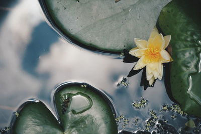 High angle view of lotus water lily blooming on pond