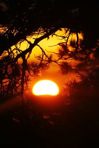 Silhouette of trees at sunset