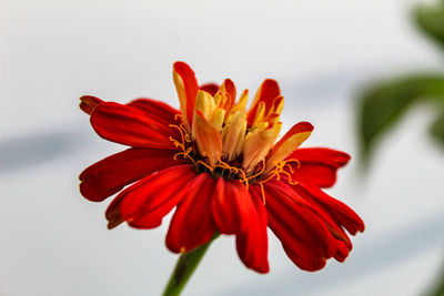 Close-up of red flower