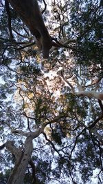 Low angle view of trees against sky