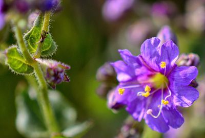 Close-up of purple flowers