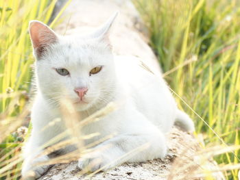 Close-up of a cat on field