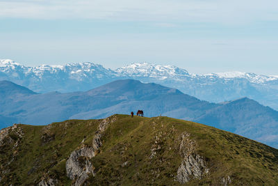 Horses roaming free on a mountain, ganekogorta, bilbao spain