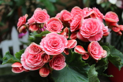 Close-up of pink roses