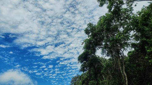 Low angle view of trees against sky