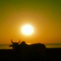 Scenic view of sunset over sea