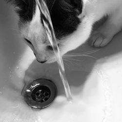 Close-up of cat drinking water