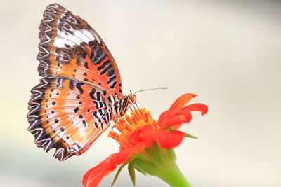 Close-up of butterfly pollinating on flower