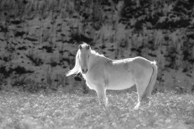 Morning white horse on a field. black and white capture
