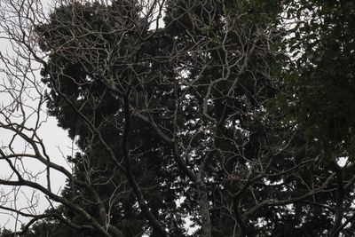 Low angle view of trees in forest against sky