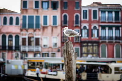 Seagull perching on wooden post