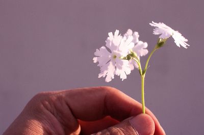 Cropped hand holding white flower