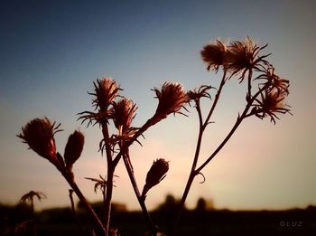 Close-up of plant against sky