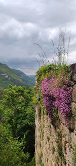 Purple flowering plants on land against sky