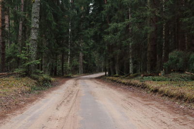 Dirt road along trees in forest