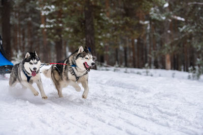 Dog running in snow covered land