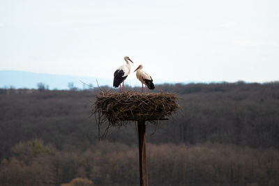 Bird perching on field