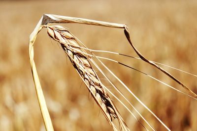 Close-up of stalks against blurred background