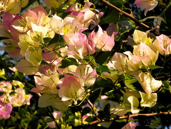 Close-up of flowers blooming outdoors