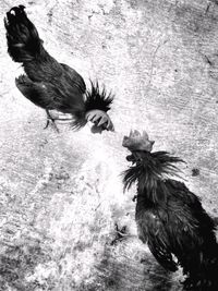 High angle view of birds on the ground