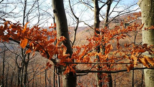 Low angle view of bare trees during autumn