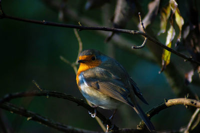 Close-up of bird perching on branch