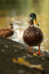 Close-up of mallard duck