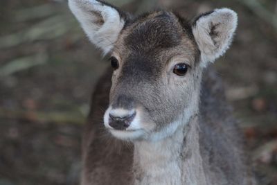 Close-up portrait of deer