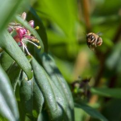 Close-up of insect on flower