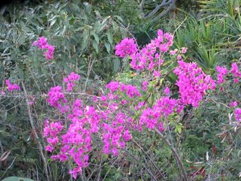 Pink flowers growing on plant