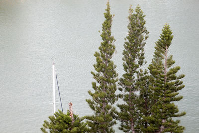 Close-up of pine tree during winter