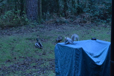 Birds in forest