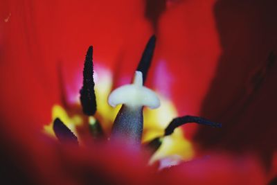 Close-up of red flower