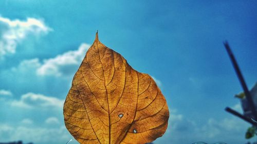 Low angle view of dry leaf against sky