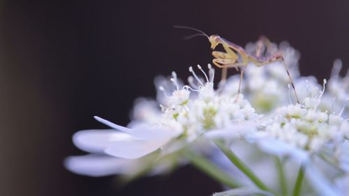 Close-up of white flowers blooming outdoors