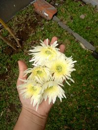 High angle view of hand holding flower