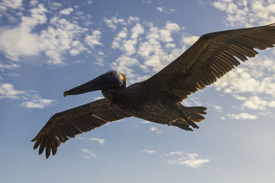 Low angle view of eagle flying in sky
