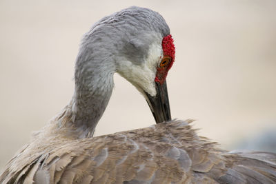 Close-up of bird against blurred background