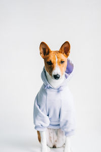 Portrait of dog standing against white background