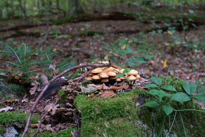 Close-up of mushroom growing on field