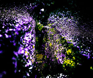 Close-up of purple flowers