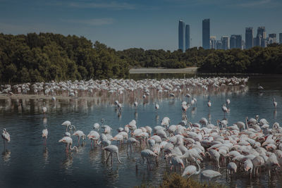 Bunch of flamingos in the middle of urban areas of dubai.