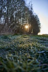 Surface level of grass on field against sky during sunset