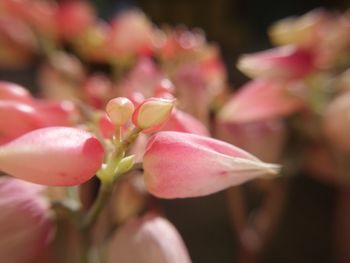 Close-up of pink flowering plant