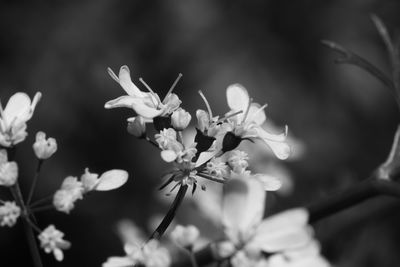 Close-up of flowers blooming outdoors