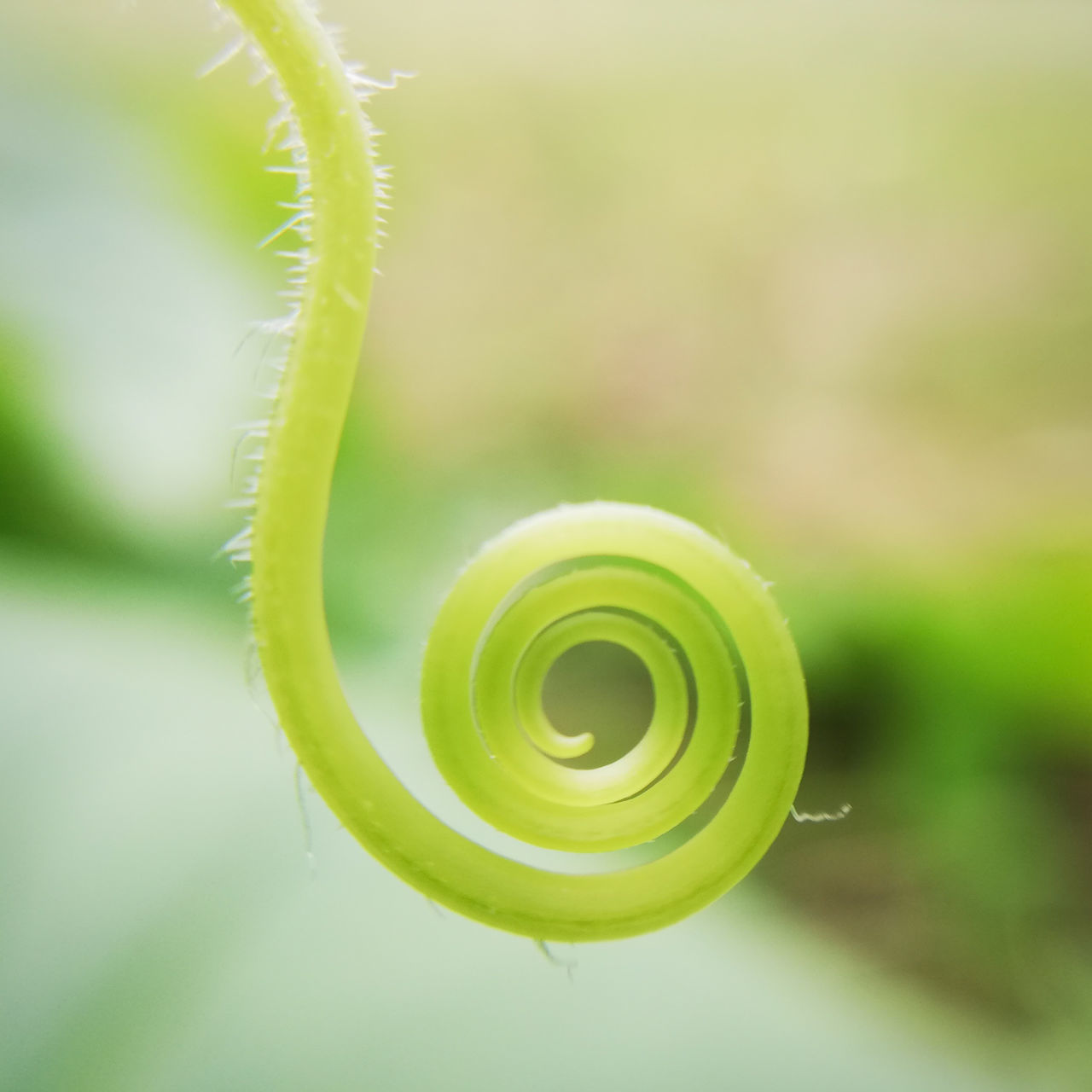 CLOSE-UP OF FERN