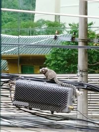 Monkey sitting on stone wall