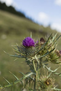 Close-up of thistle flower on field