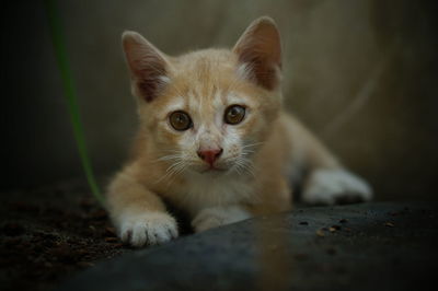 Close-up portrait of kitten